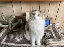 ノルウェージャンフォレストキャット【千葉県・女の子・2024年8月3日・キャリコ】の写真2「お茶目で、とっても可愛いです❣️」