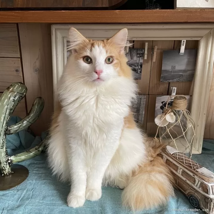 ID:2404-03323の子猫
