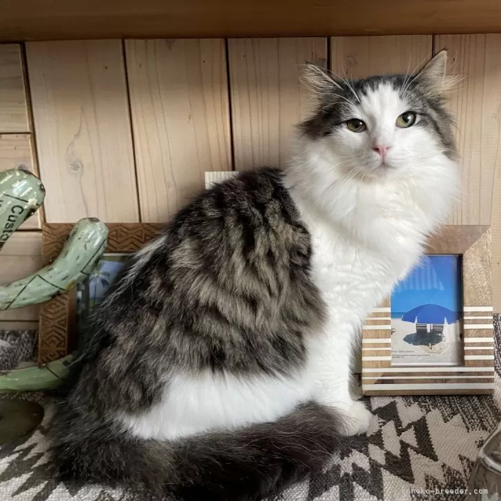 ID:2404-03354の子猫