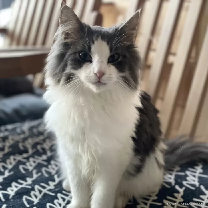 ノルウェージャンフォレストキャット【千葉県・男の子・2025年7月21日・ブルー&amp;ホワイト】の写真1「キリッとしたお顔のカッコいい男の子👍」