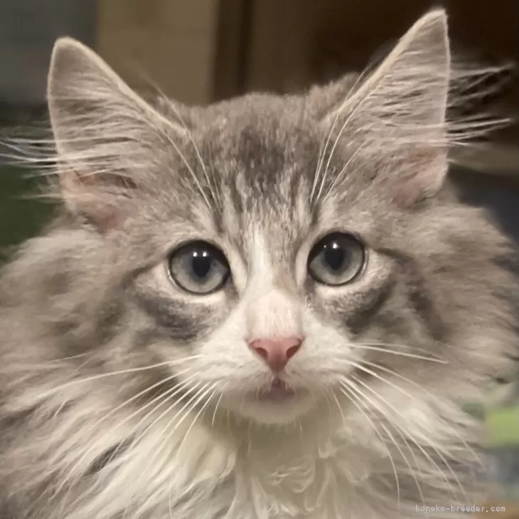 J.S 様のお迎えした子猫