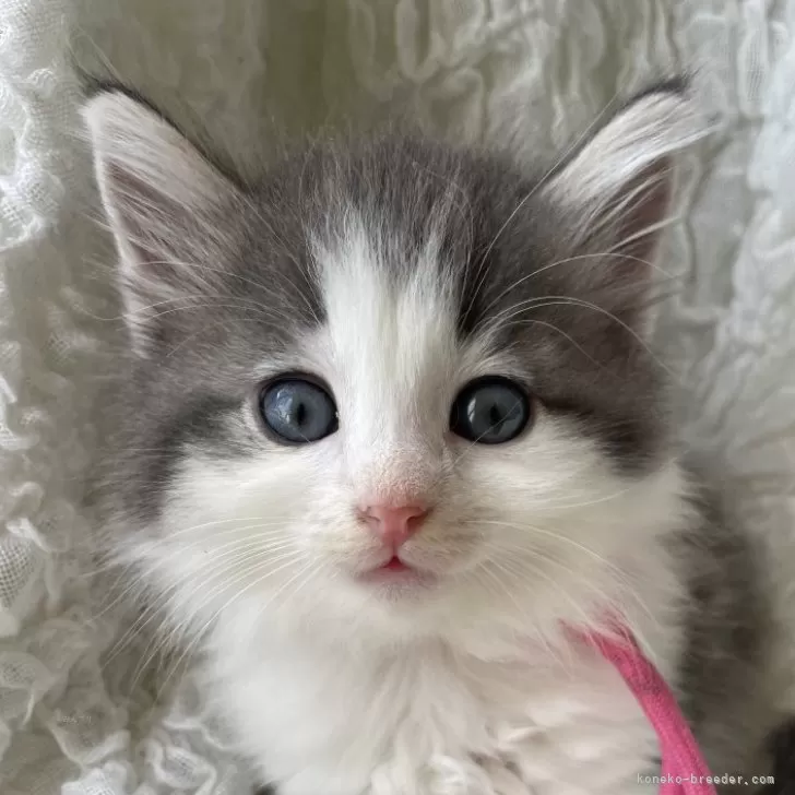 ID：2509-02578の子猫