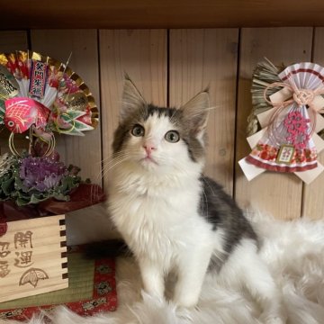 ノルウェージャンフォレストキャット【千葉県・女の子・2025年9月16日・ブラウンマッカレルタビー&ホワイト（長毛種）】の写真「まんまるお目目がキュート🩷マイペースな女の子🎀」