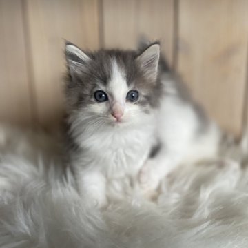 ノルウェージャンフォレストキャット【千葉県・女の子・2025年10月1日・ブルーマッカレルタビー&ホワイト（長毛種）】の写真「めちゃくちゃ可愛い女の子🩷」