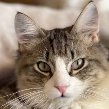 ノルウェージャンフォレストキャット【千葉県・男の子・2025年9月14日・ブラウンマッカレルタビー&ホワイト】の写真「お留守がちな方にオススメの飼いやすい子👍」