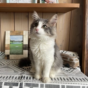 ノルウェージャンフォレストキャット【千葉県・女の子・2025年7月24日・ブルーマッカレルタビー&ホワイト】の写真「温厚で甘えん坊🎀美人さんです❣️」