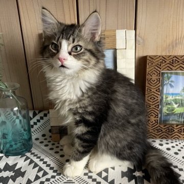 ノルウェージャンフォレストキャット【千葉県・男の子・2025年9月14日・ブラウンマッカレルタビー&ホワイト】の写真「とっても可愛いです🤍🤍」