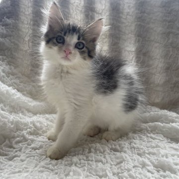 ノルウェージャンフォレストキャット【千葉県・女の子・2025年9月16日・ブラウンマッカレルタビー&ホワイト(長毛種)】の写真「元気いっぱい🐾抱っこ大好き甘えん坊さん❣️」