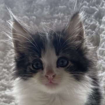 ノルウェージャンフォレストキャット【千葉県・男の子・2025年9月16日・ブラウンマッカレルタビー&ホワイト(長毛種)】の写真「女の子みたいな可愛いお顔のイケメン君です❣️」