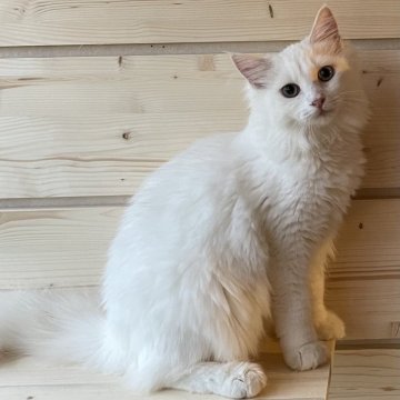 ノルウェージャンフォレストキャット【千葉県・女の子・2025年3月16日・ホワイト】の写真「温厚で甘えん坊、抱っこ大好きな可愛い子🎀」