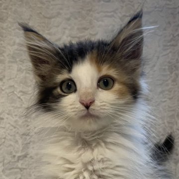 ノルウェージャンフォレストキャット【千葉県・女の子・2025年8月26日・キャリコ（長毛種）】の写真「とっても可愛い女の子🎀」
