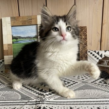 ノルウェージャンフォレストキャット【千葉県・女の子・2025年9月16日・ブラウンマッカレルタビー&ホワイト（長毛種）】の写真「整ったお顔の落ち着きのある美人さん❣️」