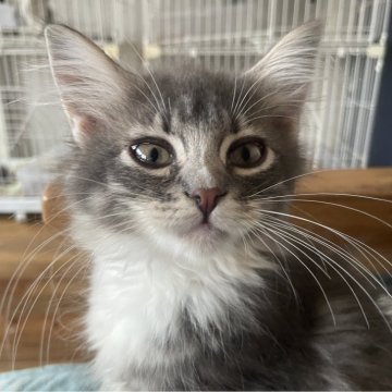 ノルウェージャンフォレストキャット【千葉県・男の子・2025年9月14日・ブルーマッカレルタビー&ホワイト（長毛種）】の写真「おっとりマイペースな可愛い子🩷」