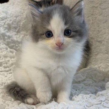 ノルウェージャンフォレストキャット【千葉県・男の子・2025年10月1日・ブルーシルバータビー&ホワイト（長毛種）】の写真「綺麗な毛色のムチムチ男の子🩵」