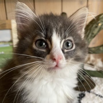 ノルウェージャンフォレストキャット【千葉県・女の子・2025年9月14日・ブラウンマッカレルタビー&ホワイト（長毛種）】の写真「唯一無二の柄が可愛い性格の良い子💜」