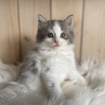 ノルウェージャンフォレストキャット【千葉県・男の子・2025年10月1日・ブルーマッカレルタビー&ホワイト（長毛種）】の写真「ムチムチボディーの大きな身体の男の子🩵」