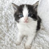 ノルウェージャンフォレストキャット
