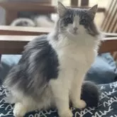 ノルウェージャンフォレストキャット