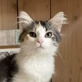 ノルウェージャンフォレストキャット