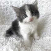 ノルウェージャンフォレストキャット