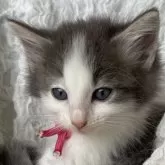 ノルウェージャンフォレストキャット