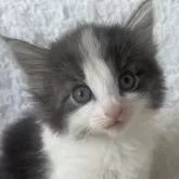 ノルウェージャンフォレストキャット