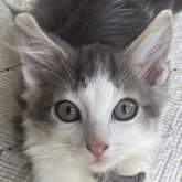 ノルウェージャンフォレストキャット