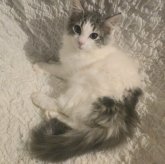 ノルウェージャンフォレストキャット