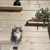 ノルウェージャンフォレストキャット