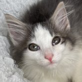 ノルウェージャンフォレストキャット