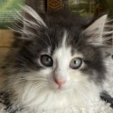 ノルウェージャンフォレストキャット