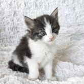 ノルウェージャンフォレストキャット