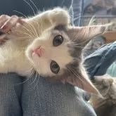 ノルウェージャンフォレストキャット