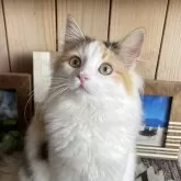 ノルウェージャンフォレストキャット【千葉県・女の子・2024年8月3日・キャリコ】の写真1「温厚で人懐っこい可愛い子🩷」