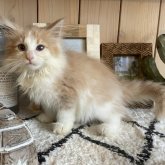 ノルウェージャンフォレストキャット