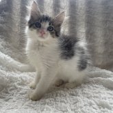 ノルウェージャンフォレストキャット