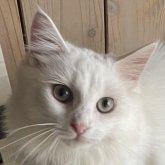 ノルウェージャンフォレストキャット