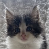 ノルウェージャンフォレストキャット