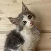 ノルウェージャンフォレストキャット