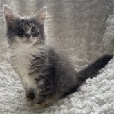 ノルウェージャンフォレストキャット