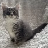 ノルウェージャンフォレストキャット