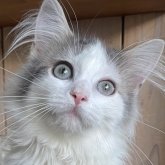 ノルウェージャンフォレストキャット