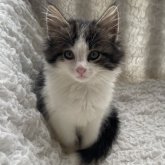 ノルウェージャンフォレストキャット