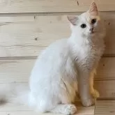 ノルウェージャンフォレストキャット