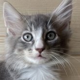 ノルウェージャンフォレストキャット