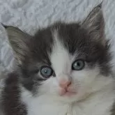 ノルウェージャンフォレストキャット