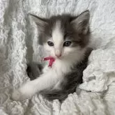 ノルウェージャンフォレストキャット