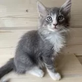 ノルウェージャンフォレストキャット