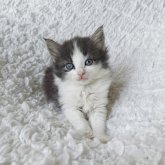 ノルウェージャンフォレストキャット