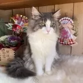 ノルウェージャンフォレストキャット